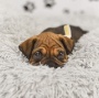 Picture of Bosley’s Place Puppies