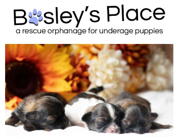 Picture of Bosley’s Place Puppies