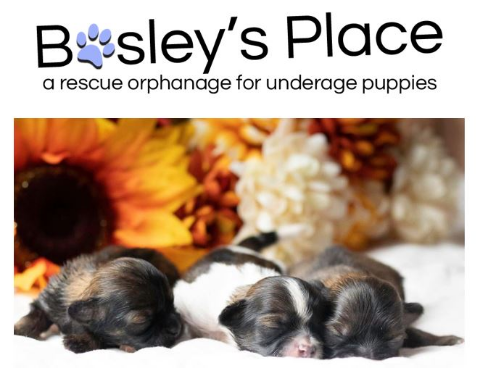 Picture of Bosley’s Place Puppies