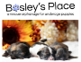 Picture of Bosley’s Place Puppies
